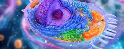 3D-rendered cross section of an animal cell, signifying the importance of cellular environment in directed evolution—proteins intended for use in human cells should not be evolved in bacteria or yeast.