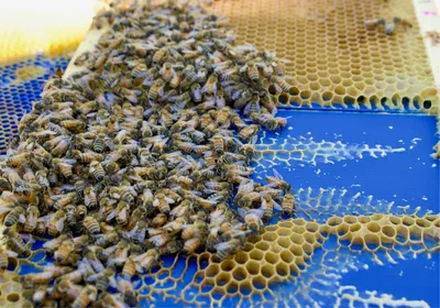 Image of bees on a blue 3D printed panel. They built honeycomb on top of the blue panel. Image of bees on a blue 3D printed panel. They built honeycomb on top of the blue panel.