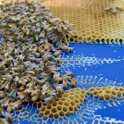 Image of bees on a blue 3D printed panel. They built honeycomb on top of the blue panel.