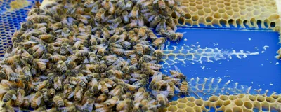 Image of bees on a blue 3D printed panel. They built honeycomb on top of the blue panel.