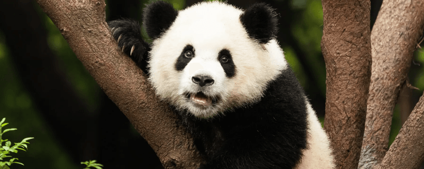 A giant panda sits in a tree and looks straight at the camera.