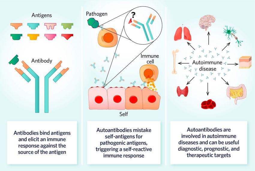 Autoantibodies and autoimmunity: antibodies bind antigens to elicit an immune response against the source of the antigen, but in the case of autoantibodies, self-antigens  are mistaken for pathogenic ones. They trigger a self-reactive immune response involved in autoimmune diseases that affect different parts of the body, including the nervous system, skin, gastrointestinal tract, hematological system, thyroid, and lungs. Autoantibodies can be useful diagnostic, prognostic, and therapeutic targets.