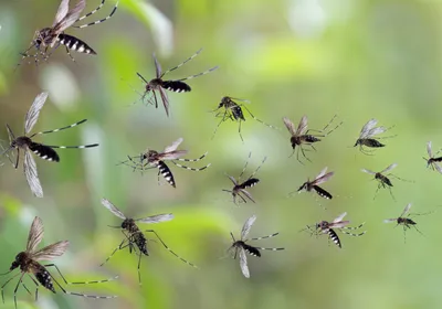 A swarm of mosquitoes with blurred green leaves in the background.