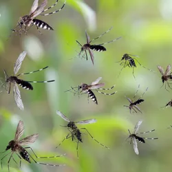 A swarm of mosquitoes with blurred green leaves in the background.