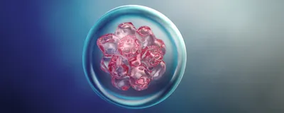 A microscopy image of stem cells