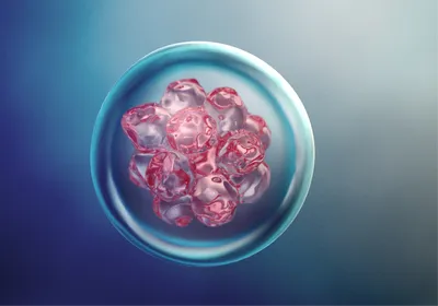 A microscopy image of stem cells A microscopy image of stem cells