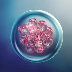 A microscopy image of stem cells