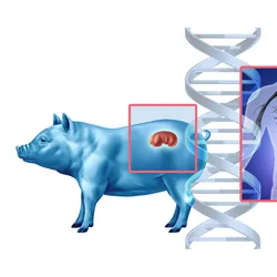 A blue pig with a red kidney is on the left-hand side of the image. A translucent human torso with black organs (except the left kidney, which is red). Red square outlines frame the kidneys, both in the pig and the human, indicating the interspecies organ transplant. A vertical, grey double-stranded DNA is at the center of the image, indicating the alpha-gal genetic modification in pigs, which has significantly improved xenotransplantation outcomes. 