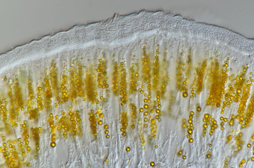 Microscopy image showing yellow-colored circles within a slice of white-colored tissue.