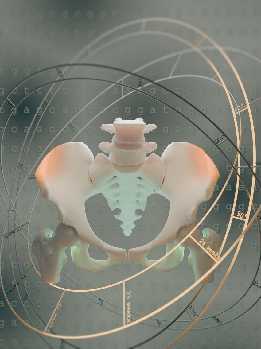 Image of the human pelvis on a background filled with letters from the genetic code, indicating how researchers recently discovered the genetic bases of human pelvis evolution to promote bipedalism. Clock-like circles surround the pelvis: One is labeled with angles, representing the shift in cartilage growth orientation; another labeled with number of weeks, representing the slowing down of ossification. Image of the human pelvis on a background filled with letters from the genetic code, indicating how researchers recently discovered the genetic bases of human pelvis evolution to promote bipedalism. Clock-like circles surround the pelvis: One is labeled with angles, representing the shift in cartilage growth orientation; another labeled with number of weeks, representing the slowing down of ossification.