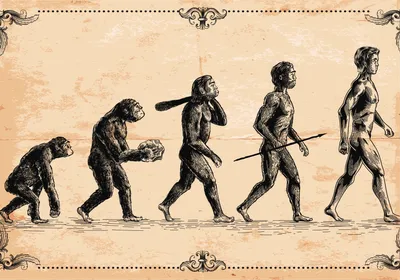 Classic representative image of primate evolution from quadrupeds to bipeds on a vintage, neutral toned background.