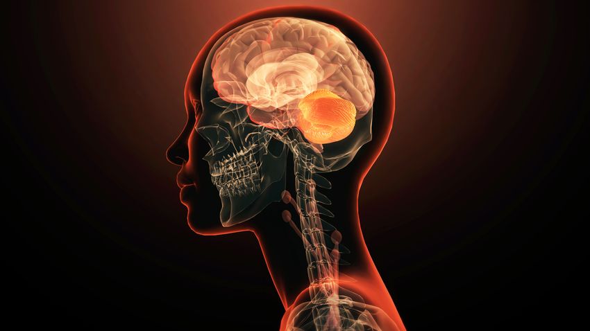 Translucent side profile image of the human skull, indicating a new accessible tool to scan the brain epigenome. Translucent side profile image of the human skull, indicating a new accessible tool to scan the brain epigenome.