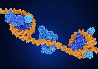 In this 3D-rendered image, double-stranded DNA (orange) interacts with proteins (blue), signifying the deposition of epigenetic marks on the genome.