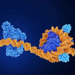 In this 3D-rendered image, double-stranded DNA (orange) interacts with proteins (blue), signifying the deposition of epigenetic marks on the genome. In this 3D-rendered image, double-stranded DNA (orange) interacts with proteins (blue), signifying the deposition of epigenetic marks on the genome.