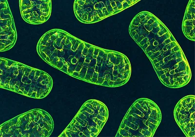 An illustration of mitochondria, which starve parasites like Toxoplasma gondii, colored green.