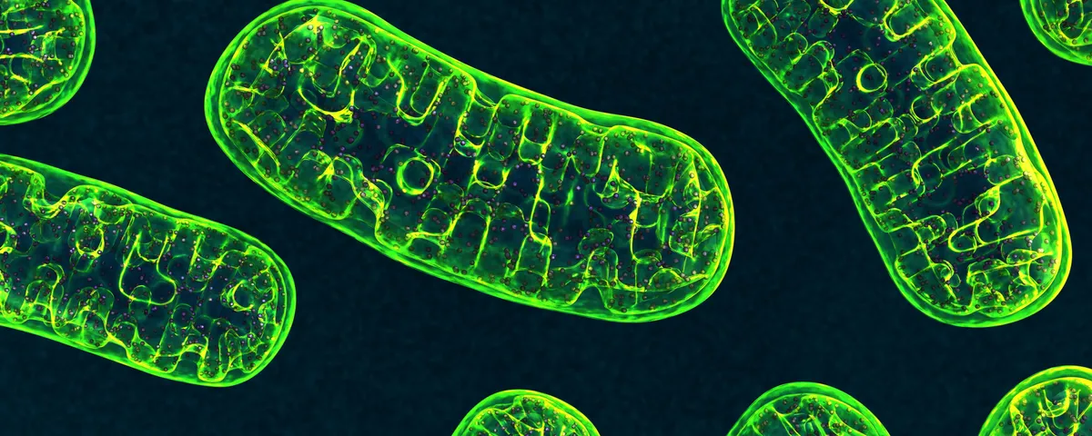 Green mitochondria