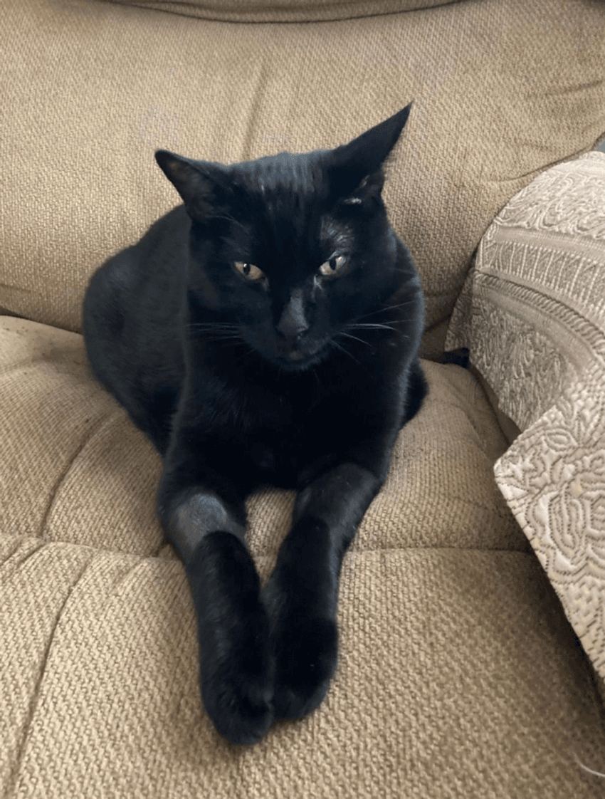 A black cat (Jak) sits on a brown fabric couch with its paws forward.