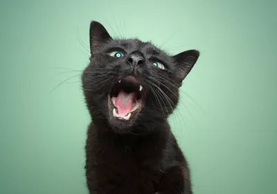 A young black cat poses in front of a green wall. It has its mouth open, signifying where oral cancers, a fatal disease in cats, would be found. A young black cat poses in front of a green wall. It has its mouth open, signifying where oral cancers, a fatal disease in cats, would be found.