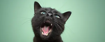 A young black cat poses in front of a green wall. It has its mouth open, signifying where oral cancers, a fatal disease in cats, would be found.