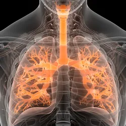 Illustration of a transparent human torso with the respiratory tract and alveoli highlighted in light orange to indicate asthma. Illustration of a transparent human torso with the respiratory tract and alveoli highlighted in light orange to indicate asthma.