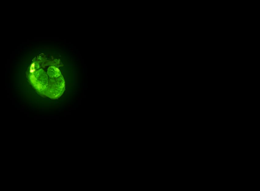 A small heart glows with green light against a black background.