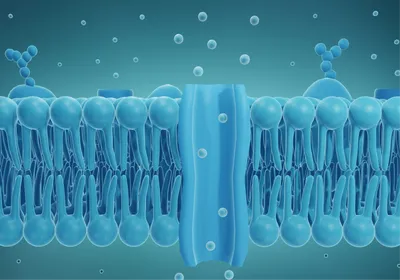 A 3D illustration shows molecules passing through an ion channel in a cell membrane. A 3D illustration shows molecules passing through an ion channel in a cell membrane.