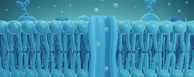 A 3D illustration shows molecules passing through an ion channel in a cell membrane.