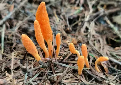A cluster of bright orange, club-shaped fruiting bodies of the Cordyceps militaris fungus emerging from a caterpillar pupa is shown, surrounded by dry pine needles and forest floor debris. A cluster of bright orange, club-shaped fruiting bodies of the Cordyceps militaris fungus emerging from a caterpillar pupa is shown, surrounded by dry pine needles and forest floor debris.