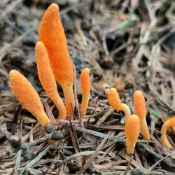 A cluster of bright orange, club-shaped fruiting bodies of the Cordyceps militaris fungus emerging from a caterpillar pupa is shown, surrounded by dry pine needles and forest floor debris. A cluster of bright orange, club-shaped fruiting bodies of the Cordyceps militaris fungus emerging from a caterpillar pupa is shown, surrounded by dry pine needles and forest floor debris.