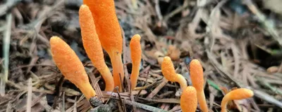 A cluster of bright orange, club-shaped fruiting bodies of the Cordyceps militaris fungus emerging from a caterpillar pupa is shown, surrounded by dry pine needles and forest floor debris. A cluster of bright orange, club-shaped fruiting bodies of the Cordyceps militaris fungus emerging from a caterpillar pupa is shown, surrounded by dry pine needles and forest floor debris.