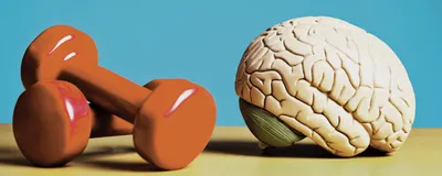 Image of exercise weights beside a brain