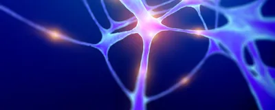 Evaluating Neurotoxicity Risks with Microelectrode Arrays