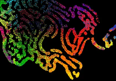 An abstract stream of colorful particles on a dark background, conceptually depicting spatial cellular analysis. An abstract stream of colorful particles on a dark background, conceptually depicting spatial cellular analysis.