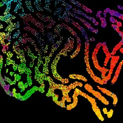 An abstract stream of colorful particles on a dark background, conceptually depicting spatial cellular analysis. An abstract stream of colorful particles on a dark background, conceptually depicting spatial cellular analysis.