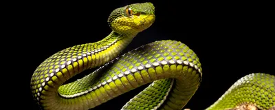 A venomous purple-spotted pit viper perched on a tree branch. A venomous purple-spotted pit viper perched on a tree branch.
