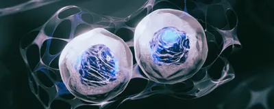 3D rendered stem cells surrounded by an extracellular matrix and fibroblast growth factor