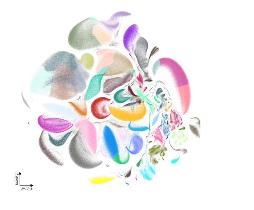 UMAP of 5 Million Mouse Nuclei. Nuclei isolated from seven flash-frozen mouse tissues were processed using Parse Biosciences’ Evercode Nuclei Fixation v3 and WT Penta kits, enabling the construction of a cross-tissue single cell transcriptomic atlas. Clustering and annotation of the 5,011,382 cells revealed a rich landscape of cell types and states across major organ systems.