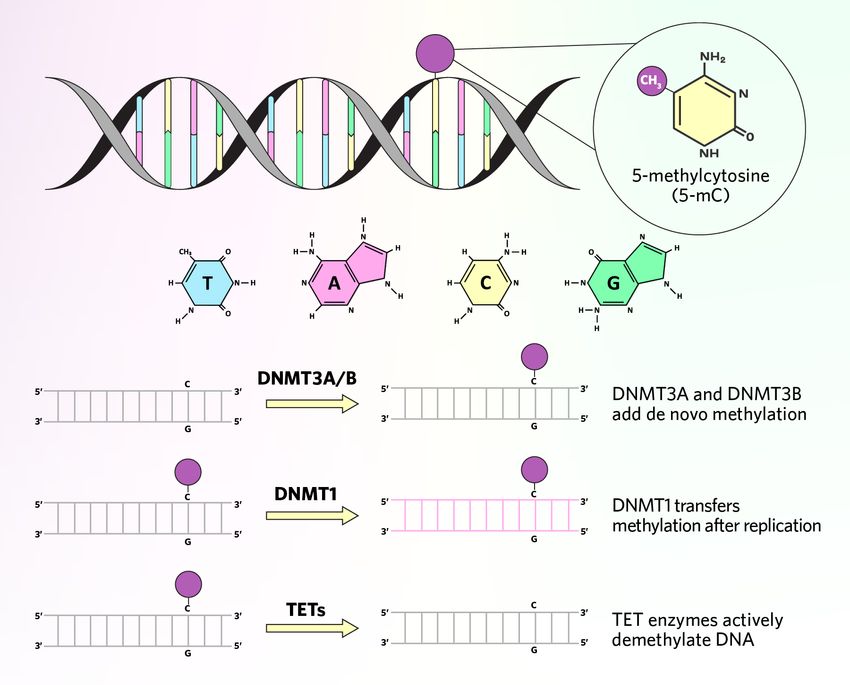 DNA methylation depicted as a methyl group added to a cytosine in the DNA double helix, forming 5-methylcytosine (5-mC). DNA methyltransferases (DNMTs) catalyze DNA methylation, either de novo (DNMT3A/B) or by transferring the methylation pattern during DNA replication (DNMT1). Ten eleven translocation (TET) enzymes actively demethylate DNA.