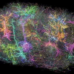 A composite image showing a reconstruction of a fraction of the neurons in the one cubic millimeter studied in the MICrONS project. Each neuron is assigned a random color, and some of them have been edited to appear to glow to represent neuronal activity. A composite image showing a reconstruction of a fraction of the neurons in the one cubic millimeter studied in the MICrONS project. Each neuron is assigned a random color, and some of them have been edited to appear to glow to represent neuronal activity.