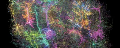 A composite image showing a reconstruction of a fraction of the neurons in the one cubic millimeter studied in the MICrONS project. Each neuron is assigned a random color, and some of them have been edited to appear to glow to represent neuronal activity. 