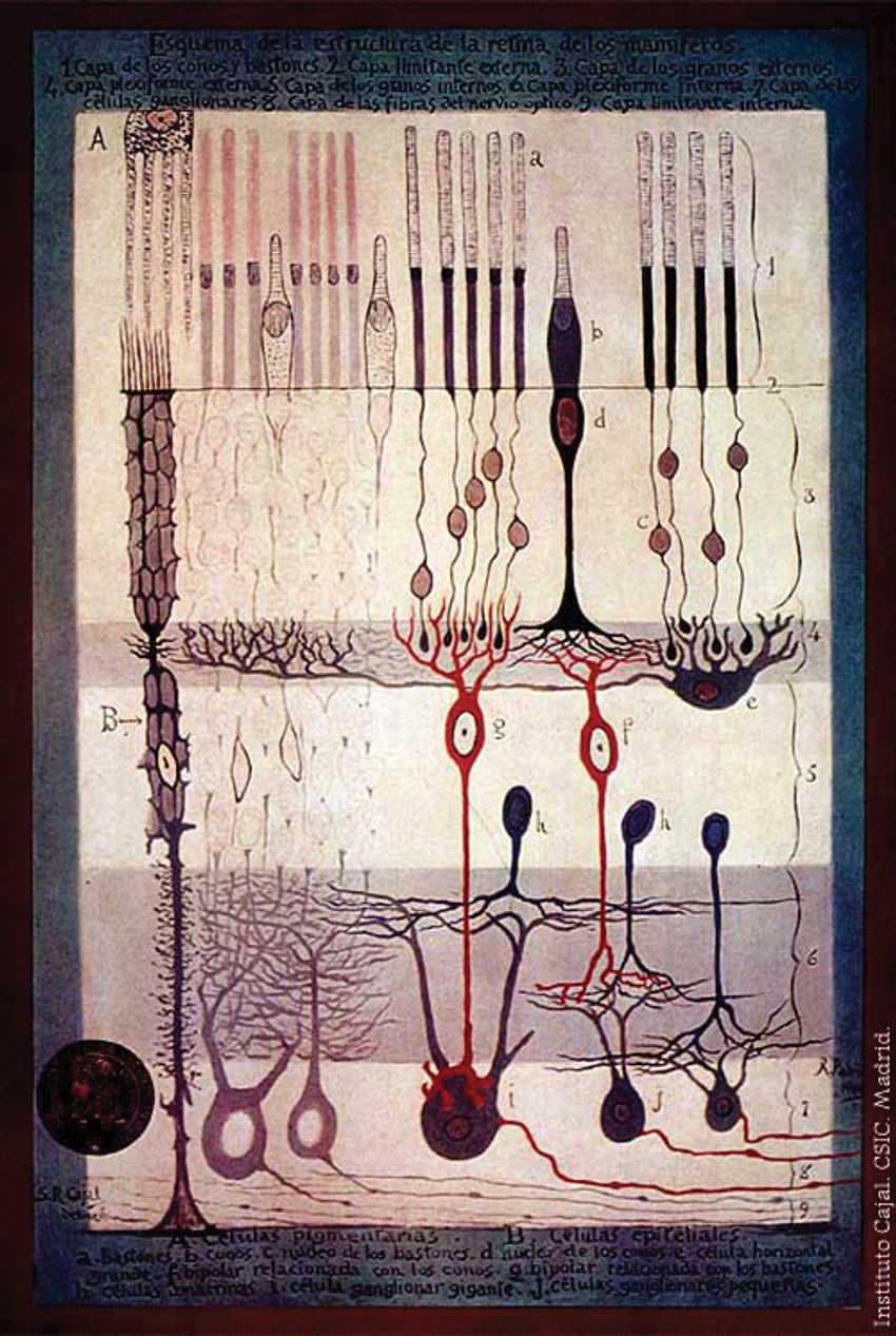 Photograph of one of Santiago Ramón y Cajal’s drawings of neurons. This illustration shows several red and black cells, some with extensive dendrites, others shown as mostly vertical rods, extending across layers of tissue.