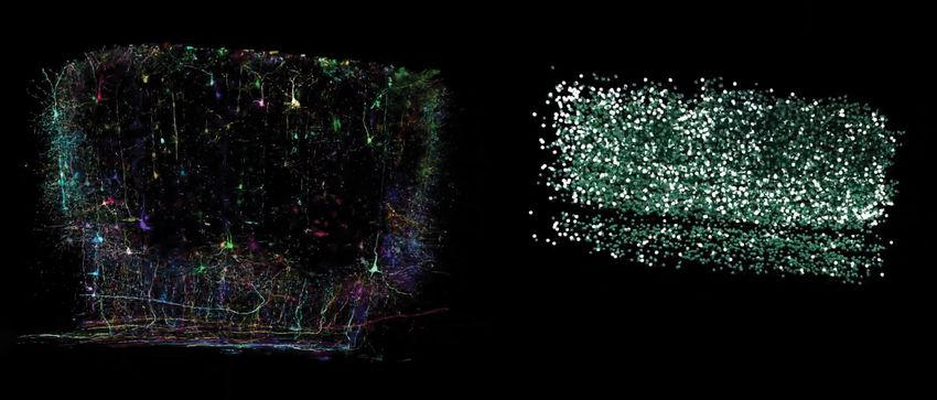 A representation of neurons activated by visual stimuli within the one cubic millimeter area of interest in the study (left). Information from these neurons’ activity was used to train a model to create a digital twin. A representative image of this model is shown as dots on the right that correspond to each of the neurons in the real brain.