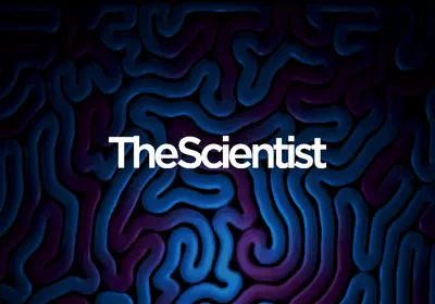 Screening 3D Brain Cell Cultures for Drug Discovery Screening 3D Brain Cell Cultures for Drug Discovery