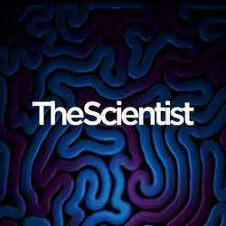 Screening 3D Brain Cell Cultures for Drug Discovery