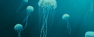 Photograph of jellyfish swimming