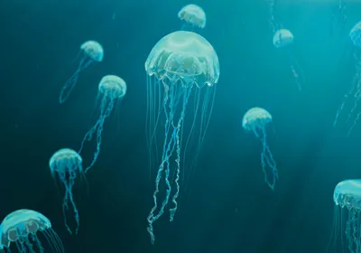 Photograph of Jellyfish swimming