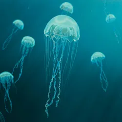 Photograph of Jellyfish swimming Photograph of Jellyfish swimming