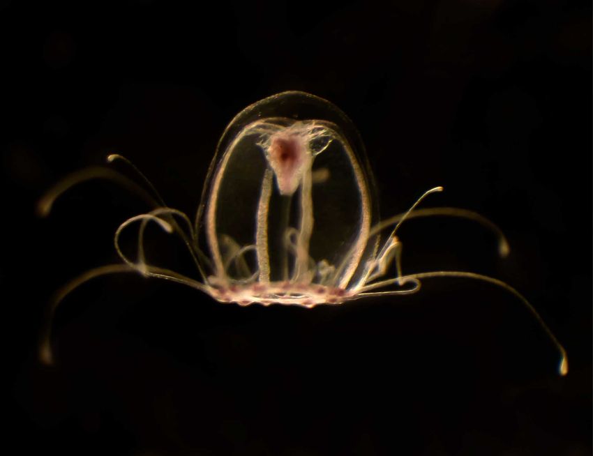 A cream-colored jellyfish with a reddish stomach against a black background. A cream-colored jellyfish with a reddish stomach against a black background.