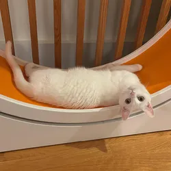 A white cat sprawled on an orange-colored wheel. Studying cat genomics can help researchers understand complex traits in the animals.
