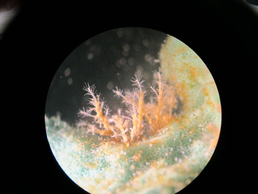 Close-up image of orange and white mold-like structures under a microscope. It features delicate, hair-like filaments and fuzzy textures growing on a greenish, spongy surface. Close-up image of orange and white mold-like structures under a microscope. It features delicate, hair-like filaments and fuzzy textures growing on a greenish, spongy surface.